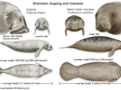 manatee