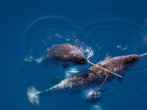 narwhal