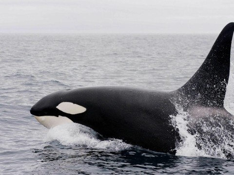 Orca