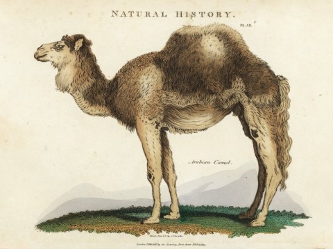 humped