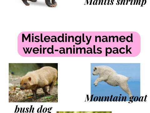 misleadingly