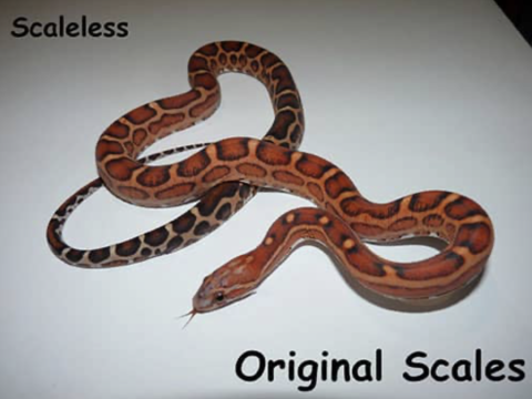scaleless