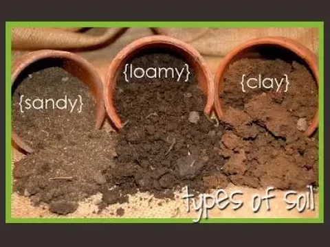 clayey