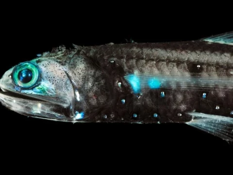 lanternfish