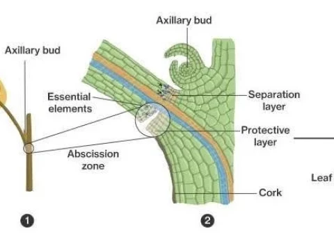 abscission