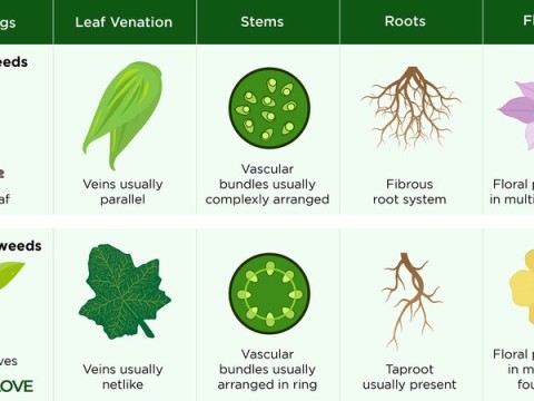 weeds