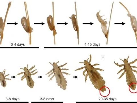 lice
