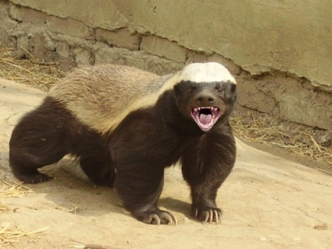ratel