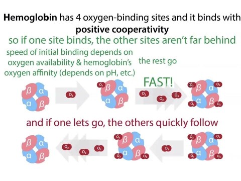 cooperativity