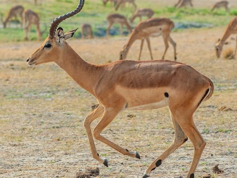 impala