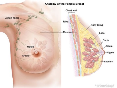 mammary