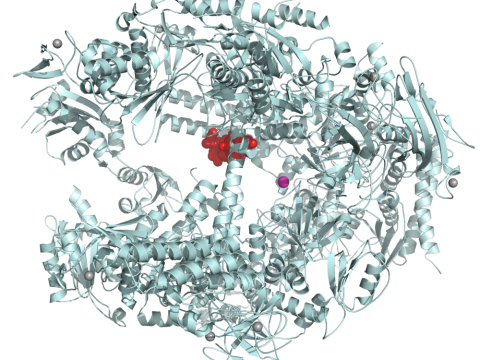 transferase