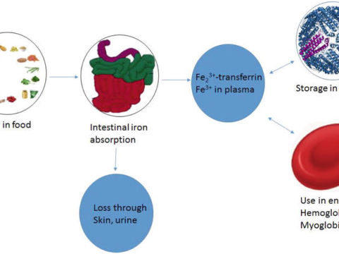 transferrin