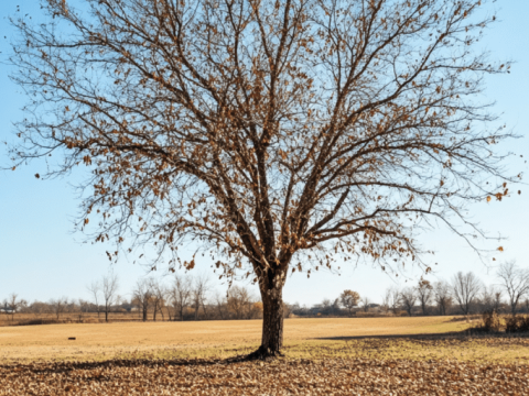 leafless