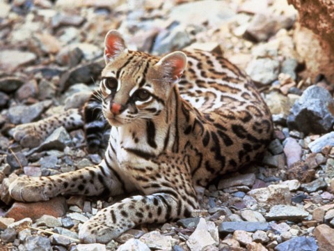 ocelot
