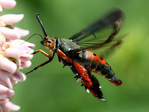 hovering