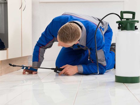 exterminator