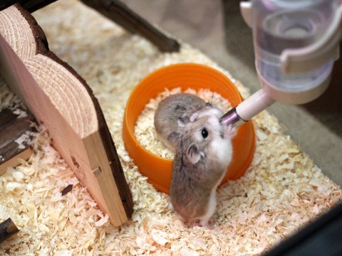 sipper