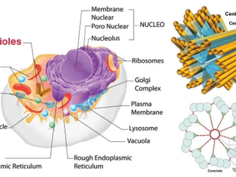centriole
