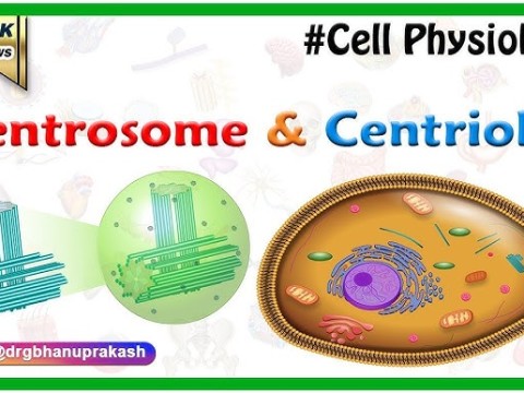 centrosome