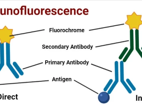 immunofluorescence