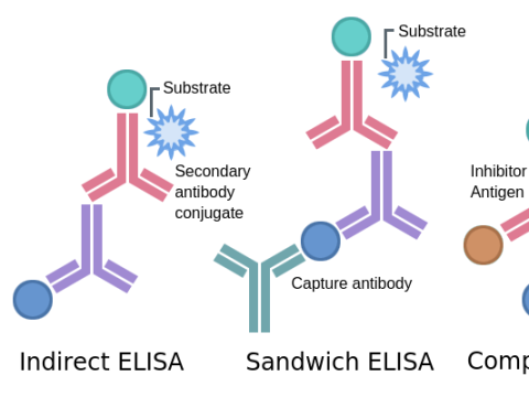 immunoassay