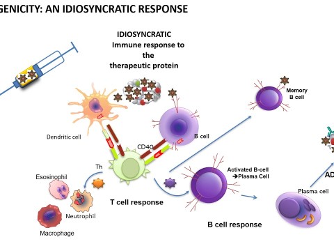 immunogenicity