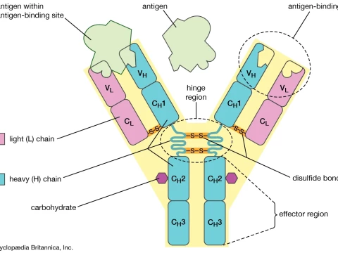 immunoglobulin