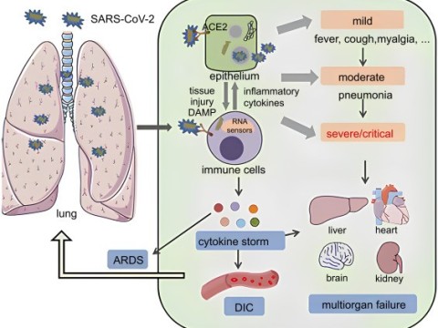 immunopathology
