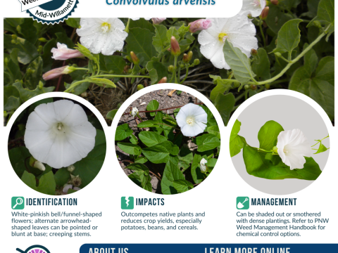 bindweed