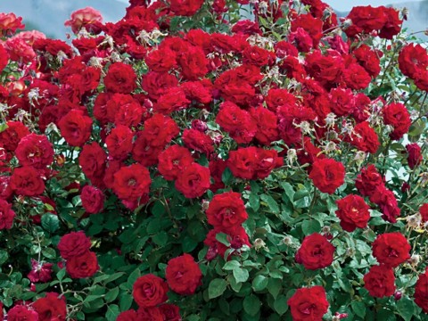 rosebush