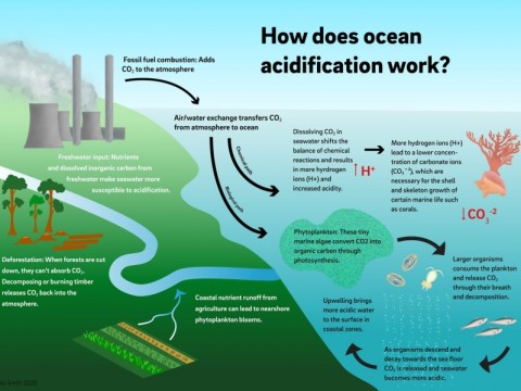 acidification