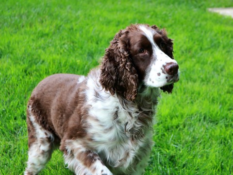 springer