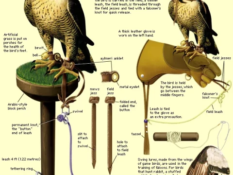 falconry