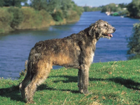 wolfhound