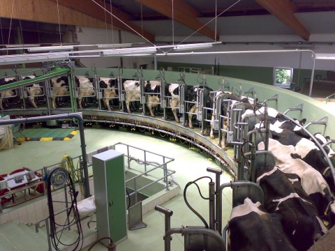 dairying