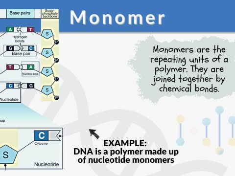 monomer