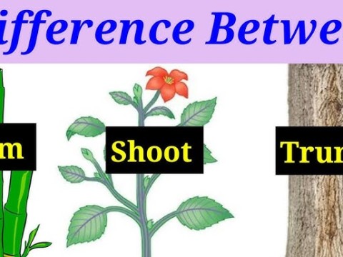stem