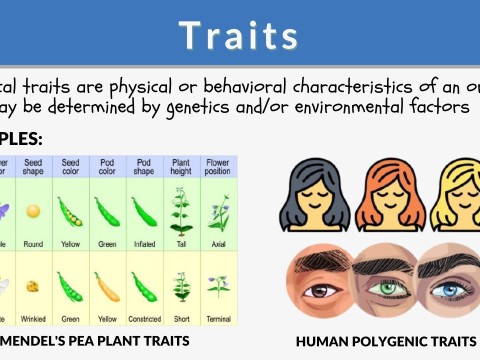 trait