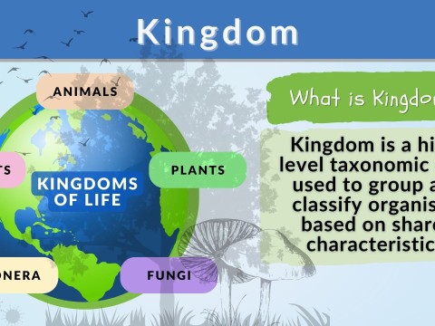 kingdom