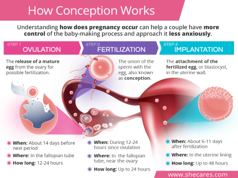 conception