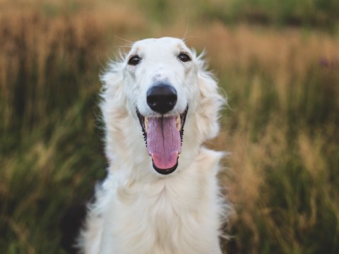 borzoi