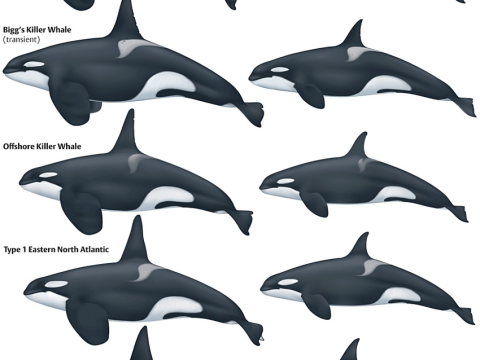orcas