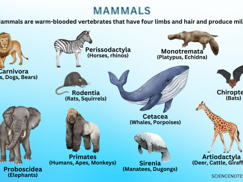 mammalogy