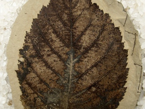 paleobotany