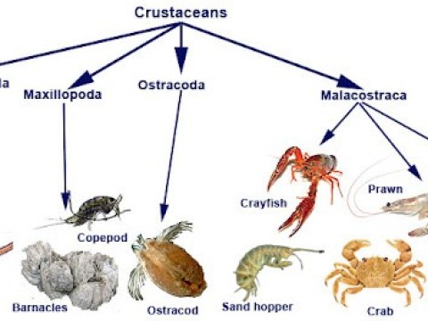crustaceous
