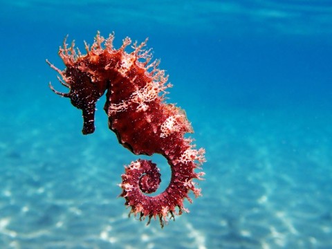 sea horse