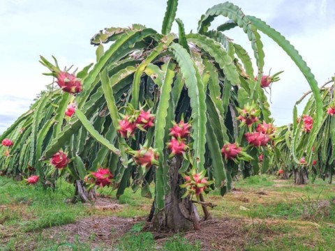 pitaya
