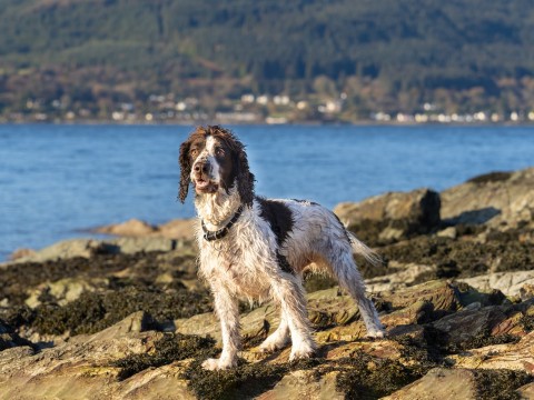 springer spaniel