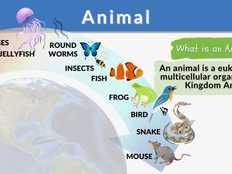 animallike